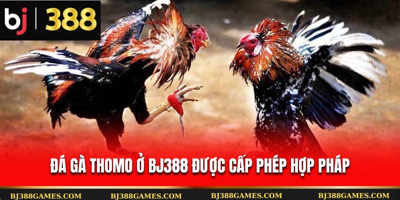 Đá gà Thomo ở Bj388 được cấp phép hợp pháp Đá gà Thomo ở Bj388 được cấp phép hợp pháp