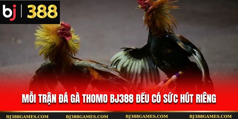 Mỗi trận đá gà Thomo BJ388 đều có sức hút riêng Mỗi trận đá gà Thomo BJ388 đều có sức hút riêng