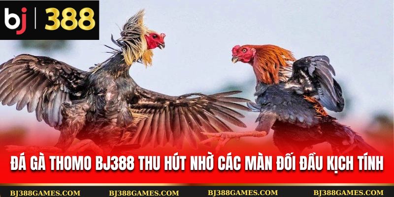 Đá gà Thomo BJ388 thu hút nhờ các màn đối đầu kịch tính Đá gà Thomo BJ388 thu hút nhờ các màn đối đầu kịch tính