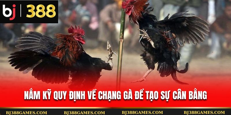 Nắm kỹ quy định về chạng gà để tạo sự cân bằng Nắm kỹ quy định về chạng gà để tạo sự cân bằng