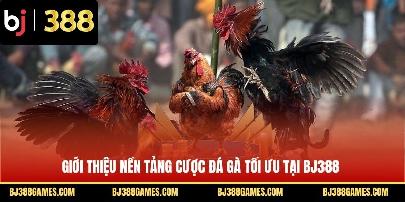 Giới thiệu nền tảng cược đá gà tối ưu tại BJ388 Giới thiệu nền tảng cược đá gà tối ưu tại BJ388